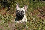 BOULEDOGUE FRANCAIS 769
